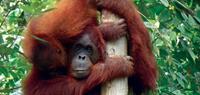 Visit Malaysia for wildlife holidays: orang-utans